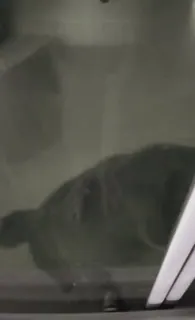 🔪 385c74bd telegram sticker