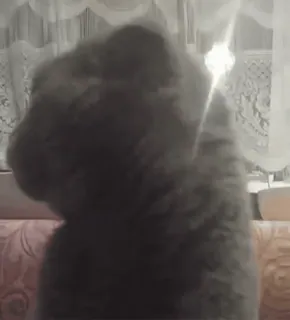 🎅 38ba7dd0 chat, animal de compagnie, animal, animal domestique telegram sticker