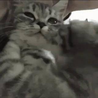 😚 3d458f1c chat, animal de compagnie, mignon, animal, animal domestique, félin telegram sticker