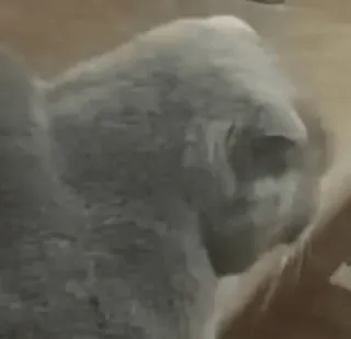 😕 467a376e chat, gris, animal, domestique, félin, animal de compagnie telegram sticker