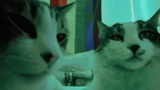 🎈 56860938 chats, animaux de compagnie, animaux, animaux domestiques telegram sticker