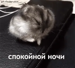 🌙 5dcf5e97 спокойной ночи hamster, sommeil, dormir, nuit, bonne nuit telegram sticker