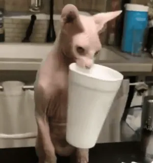 🤬 5e36d9ae chat, chat Sphynx, chat sans poil, boire, tasse, animal de compagnie, animal telegram sticker