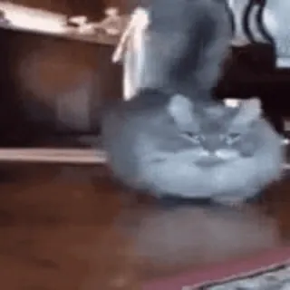 😮 61f9b296 chat, animal, animal de compagnie, chat domestique, chat drôle telegram sticker