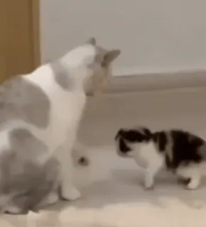 🔨 7dbd30d1 chat, chaton, animaux, mignon, animaux domestiques telegram sticker