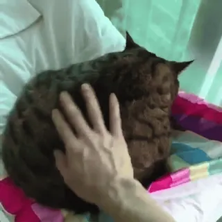 👋 92709152 chat, animal de compagnie, animal, chat domestique, main, caresse, félin, mammifère telegram sticker