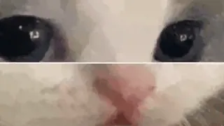 😰 9e1e9286 chat, gros plan, animal, yeux, nez telegram sticker