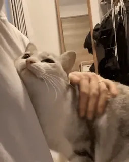 ☺️ c9593a9d chat, animal de compagnie, animal, mignon, domestique, mammifère telegram sticker