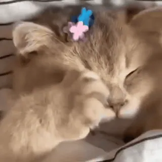 😳 d8c9a814 chat, chaton, dormir, mignon, animal, animal de compagnie, fleur telegram sticker