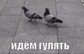 🚶‍♂ e58d41c9 идём гулять pigeons, marche, oiseaux, texte russe telegram sticker