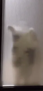 🌾 ed3c6c79 telegram sticker