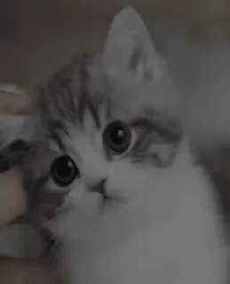 💥 f28e0ba6 chaton, chat, animal de compagnie, mignon, animal, domestique, félin telegram sticker