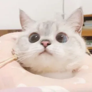 🌷 232e36f9 cat, animal, cute, kitten, pet, domestic animal telegram sticker