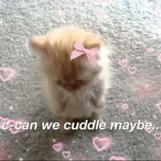 🌷 39abd643 c-can we cuddle maybe.. cat, kitten, cuddle, cute, hearts, kawaii telegram sticker