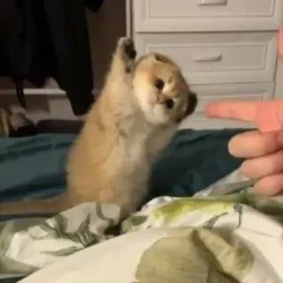 🌷 4759f8c5 cat, kitten, pointing, finger, cute, animal telegram sticker