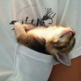 🌷 88a8dce5 cat, kitten, pocket, cute, animal, pet telegram sticker