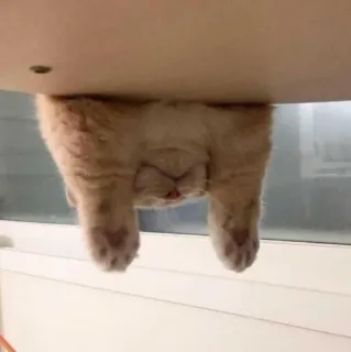 🌷 d1d69ec1 cat, kitten, cute, animal, pet, upside down, funny telegram sticker