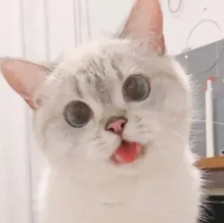 🌷 de4b48f9 cat, cute, animal, pet, kitten, funny, adorable telegram sticker