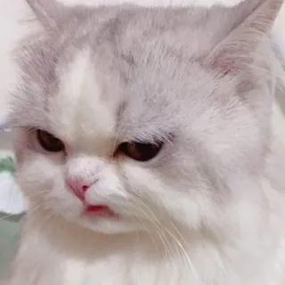 🌷 f0448d9a cat, angry, cute, pet, animal, meme telegram sticker