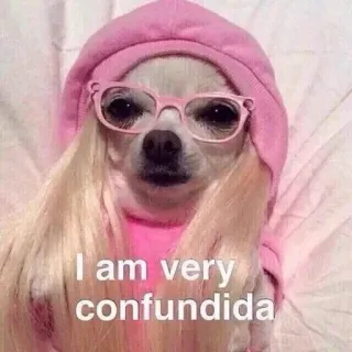 😅 409b2ac0 I am very confundida pies, chihuahua, zdezorientowany, śmieszne, humor, mem telegram sticker
