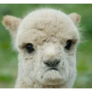 Больше стиков тут: @stikery4 telegram stickers