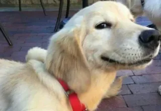 🌚 b7ef435c pies, golden retriever, zwierzę domowe, zwierzę, słodki, portret, zwierzę domowe telegram sticker