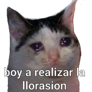 😭 e69f6bea voy a realizar la llorasion kot, płacz, smutny, mem, hiszpański, wyraz telegram sticker