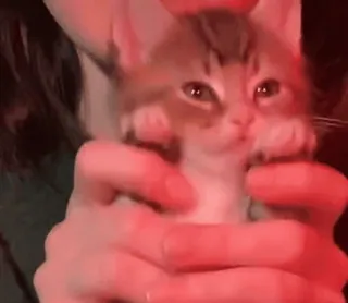 ❤ 0995b048 kucing, anak kucing, imut, hewan peliharaan, binatang telegram sticker