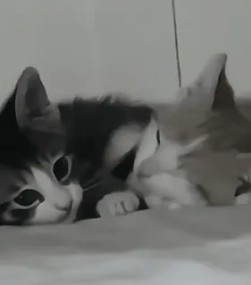 ❤ 13525955 kucing, anak kucing, hewan, peliharaan, imut, istirahat telegram sticker