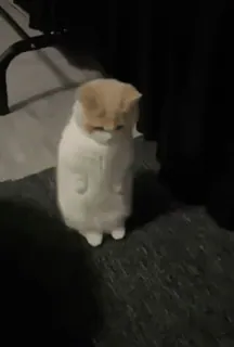 ❤ 491959f8 kucing, lucu, hewan, peliharaan, berdiri telegram sticker