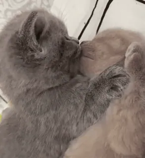 ❤ 58b998a8 anak kucing, kucing, berciuman, hewan, imut, hewan peliharaan telegram sticker