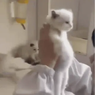 ❤ 719ff336 kucing, anak kucing, kucing putih, hewan peliharaan, imut telegram sticker