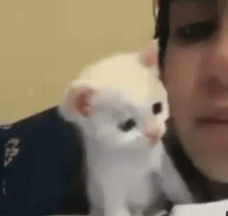 ❤ 83464ceb anak kucing, kucing, imut, hewan peliharaan, binatang, kucing putih telegram sticker