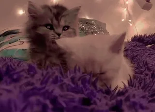 ❤ b697f287 kucing, anak kucing, hewan, hewan peliharaan, lembut, lucu telegram sticker