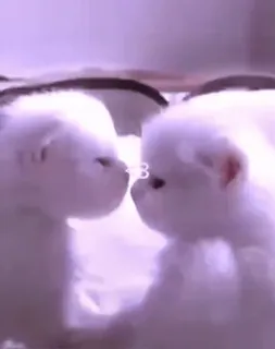 ❤ d1e5dc21 <3 kucing, cinta, binatang, imut, hewan peliharaan telegram sticker