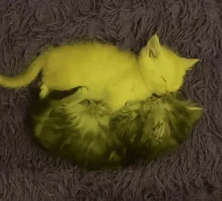 ❤ ea667b7a kucing, anak kucing, hewan, hewan peliharaan, imut, tidur, tidur telegram sticker