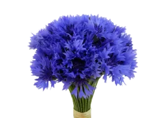 🌹 a8b44cfe bunga, bunga biru, cornflower, buket, floral, rangkaian, alam telegram sticker