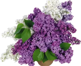 🌹 c55ba325 lilac, bunga, buket, floral, musim semi, vas, ungu, putih telegram sticker