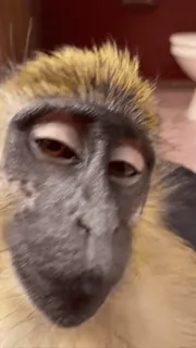 😒 2b4742b9 обезьяна, животное, примат, дикая природа, млекопитающее telegram sticker