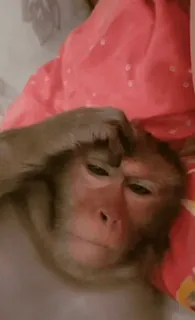 🫤 6de09b5a telegram sticker