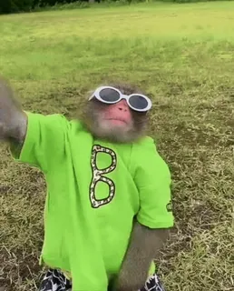 😵‍💫 73616236 обезьяна, солнцезащитные очки, одежда, животное, смешной, селфи telegram sticker