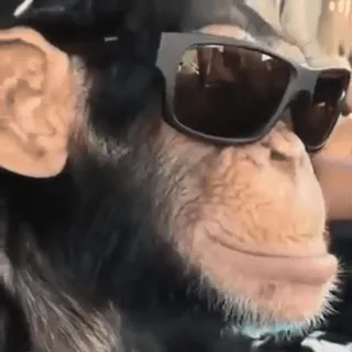 😎 9b3e6dba обезьяна, шимпанзе, животное, солнцезащитные очки, круто, примат telegram sticker