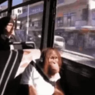 🚌 a5171f58 орангутан, обезьяна, животное, автобус, город, окно telegram sticker