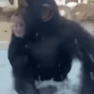 🤪 cddc2bcb шимпанзе, обезьяна, животное, вода, плавание telegram sticker