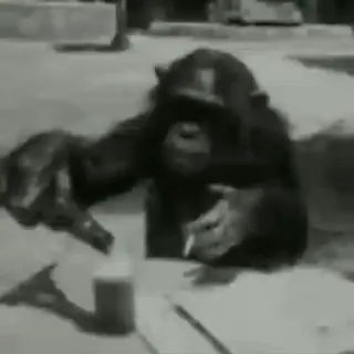 😔 f392d8f4 шимпанзе, курение, животное, приматы telegram sticker