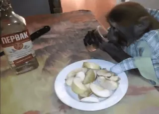 🥃 f70485cb ПЕРВАК обезьяна, алкоголь, водка, яблоко, животное telegram sticker