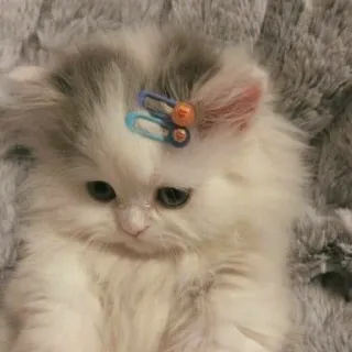 ✨ 190784a7 kat, kitten, huisdier, schattig, fluffy, dier, huiskat, katachtig telegram sticker