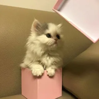 ❤️ 1dd1fc4d kitten, kat, dier, huisdier, schattig, fluffy, doos, cadeau telegram sticker