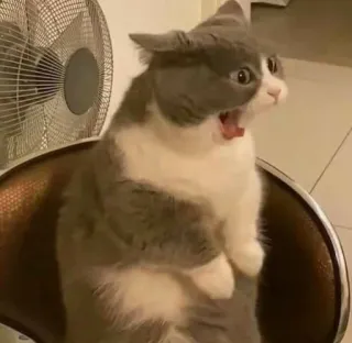 ✨ 3a60007e kat, verrast, geschokt, grappig, meme telegram sticker