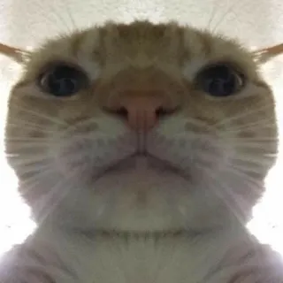 ✨ 3d9a9c5e kat, dier, huisdier, huiskat, grappig, oranje, zoogdier telegram sticker